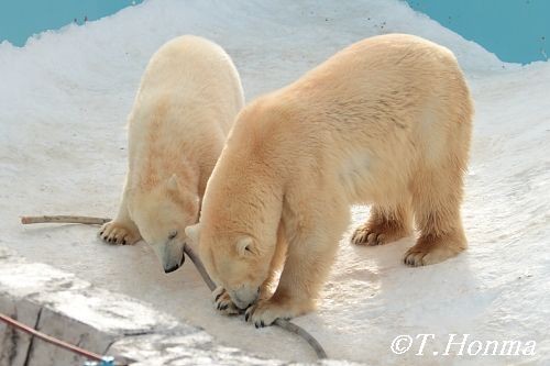昨年１月１１日のそろそろ疲れてきた（笑）