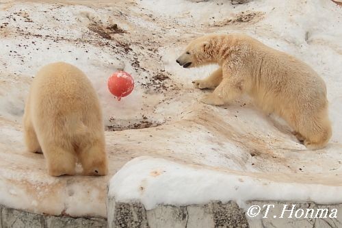 昨年１月１１日のお昼までのクマクマ