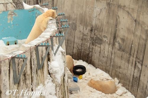 昨年１月１１日のお昼以降のクマクマ