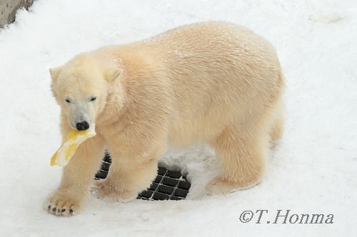 昨年１月１１日ラストです