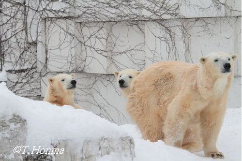 ちょうど1年前の1月17日のくまくま