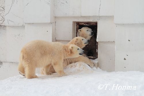 昨年１月１７日のくまくま