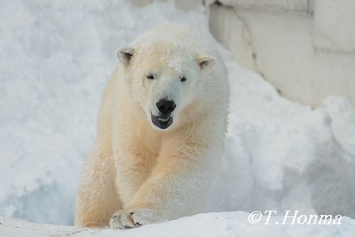 昨年１月１７日の午後のくまくま