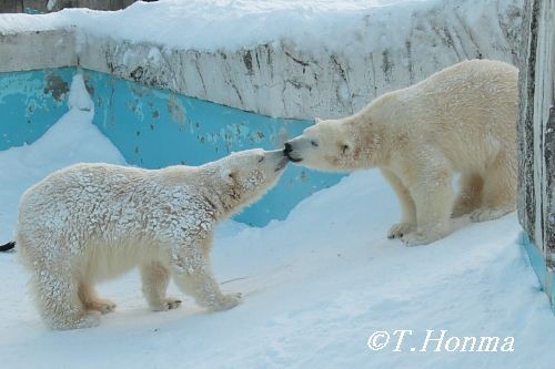 昨年１月１７日の夕方近くのくまくま
