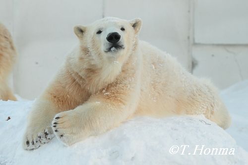 昨年１月１７日の動画