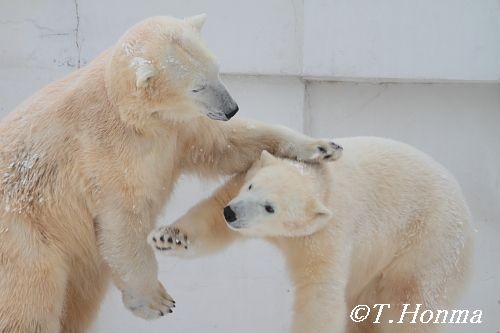 昨年1月23日のくまくま