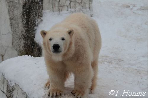 ちょうど1年前の1月24日のくまくま