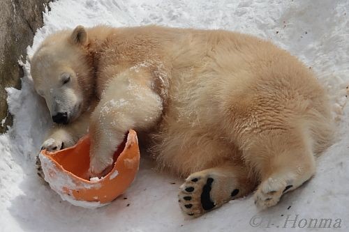 2010年1月24日の午後のくまくま達