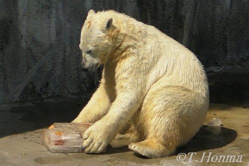 キロルを迎える会