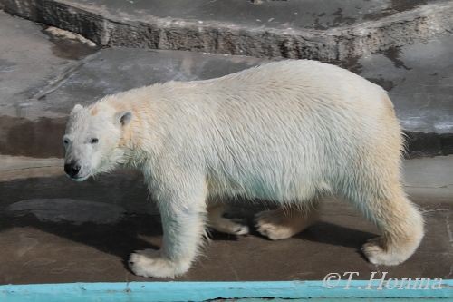３月１９日浜松市動物園のキロル