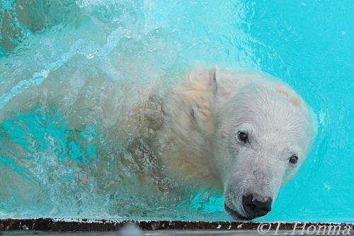 浜松市動物園　キロル　１９日夕方