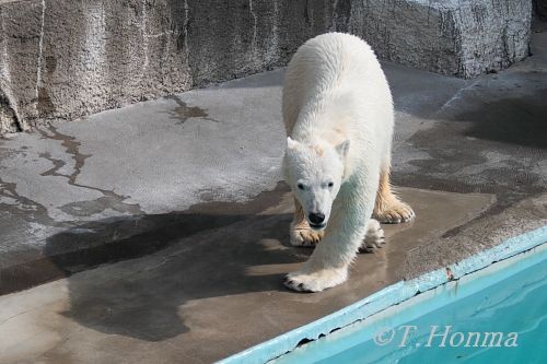 浜松市動物園 キロル 20日早朝