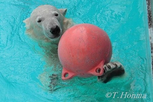 浜松市動物園　キロル　２０日　午前中