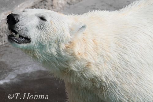 浜松市動物園　キロル　２０日　午前中その２
