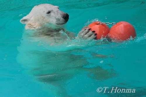 浜松市動物園　キロル　２０日　午前中（まだ10時）