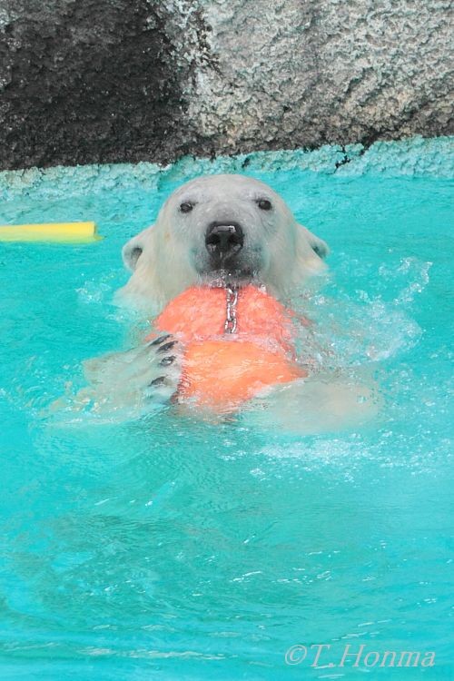 浜松市動物園　キロル　２０日　午前中（まだ10時）の続き