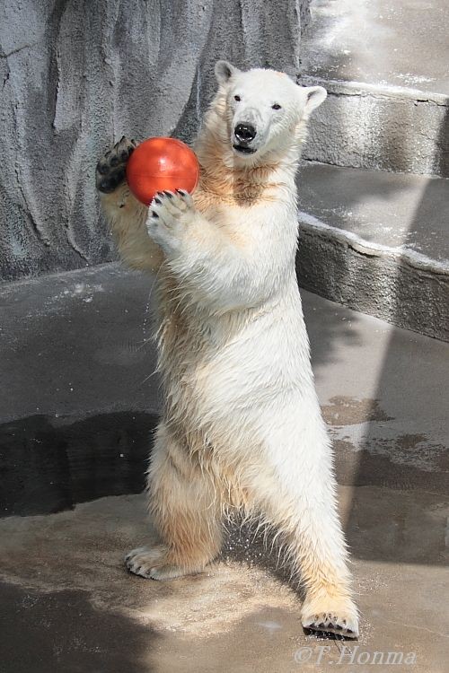 キロちゃんのフリースロー