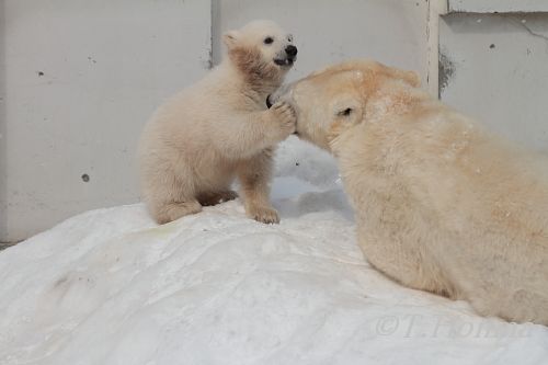 ちびララちゃん　４月３日