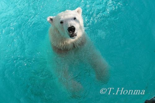昨日のキロル　とりあえず１枚 ４月２５日　浜松市動物園