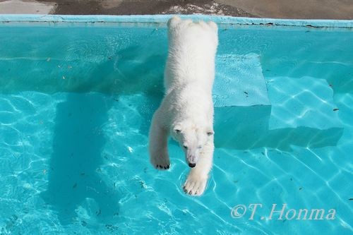 浜松動物園　キロル　４月２５日　ＡＭ