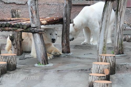 デナリとキャンディ