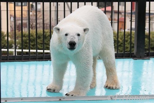 帯広動物園　イコロ　５月２日