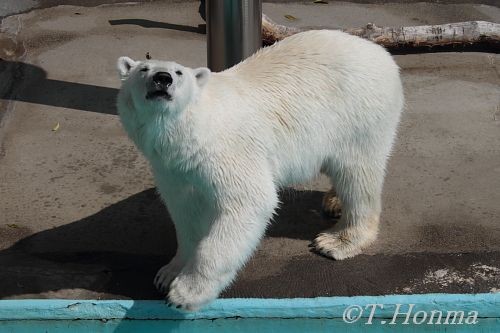 ５月８日のキロル　浜松市動物園