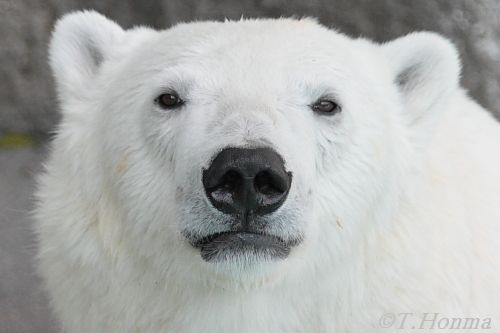 キロルのアップ