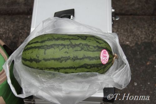 キロルにスイカを丸ごと与えたら?