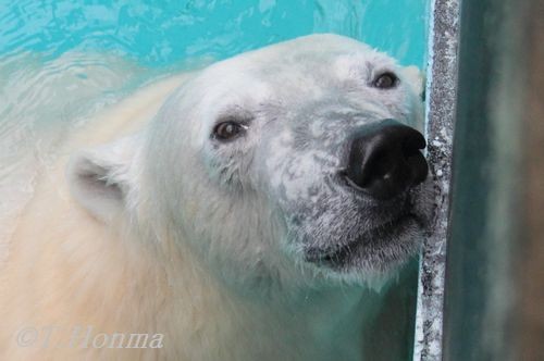 ６月１１日　の　キロル　浜松市動物園　その２