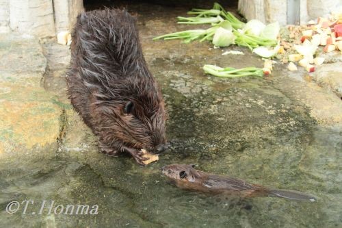 浜松のビーバー赤ちゃん