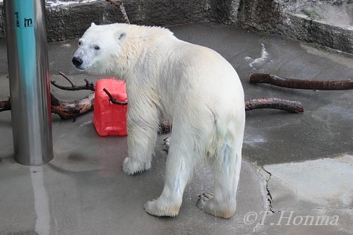 赤ポリタンとキロル君　6月11日　浜松市動物園