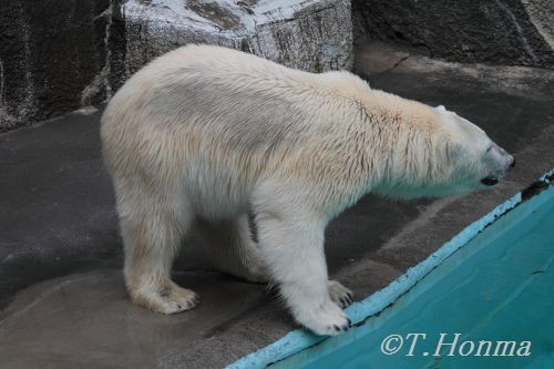 キロルの飛び込み　その２