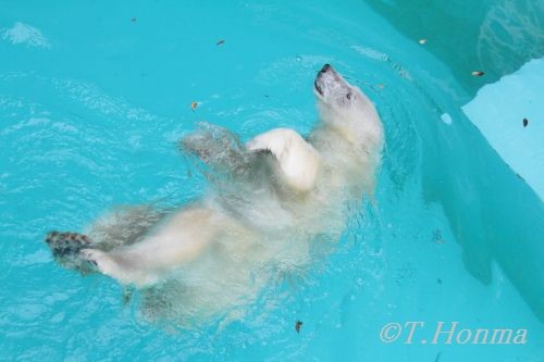 ２時頃のキロル　６月１１日浜松