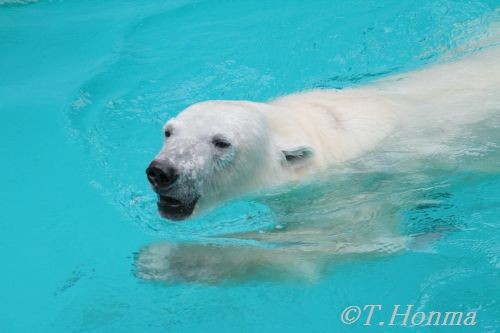 キロルのおやつタイムその２
