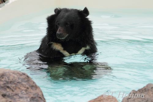 ヒマラヤ劇場