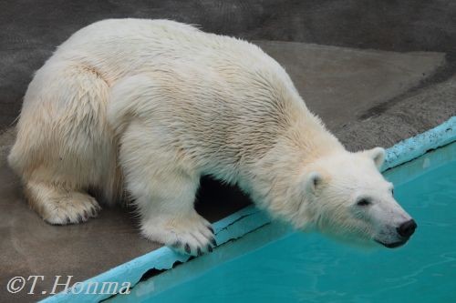 発泡スチロールの日　浜松　キロル君
