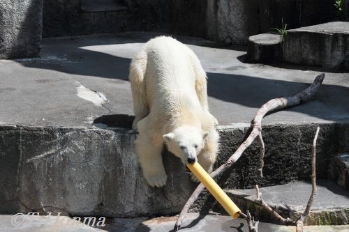 7月17日の浜松動物園のキロル　花火が上がる前まで