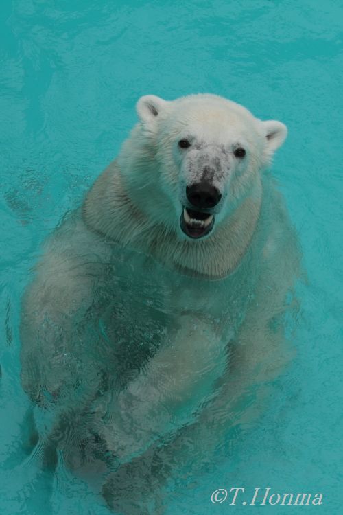 昨日のイコロ　７月２４日帯広動物園