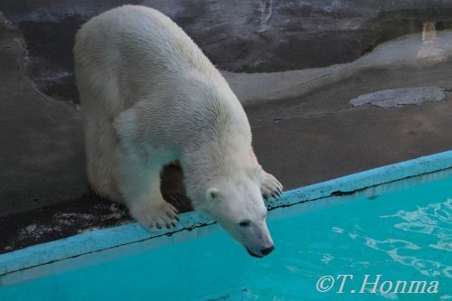 7月17日の浜松動物園のキロル　おやつタイム