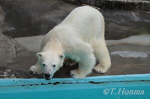 ７月１８日　浜松動物園　キロル　朝
