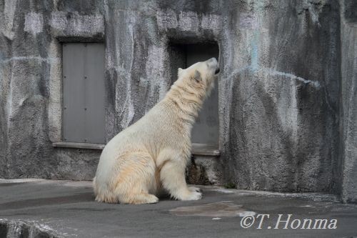 ７月１８日　浜松動物園　キロル １１時頃