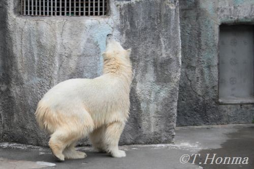 7月18日の浜松動物園のキロル　１３時すぎ