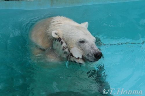 １８日のキロル　ブルーベリー入り氷　ラスト