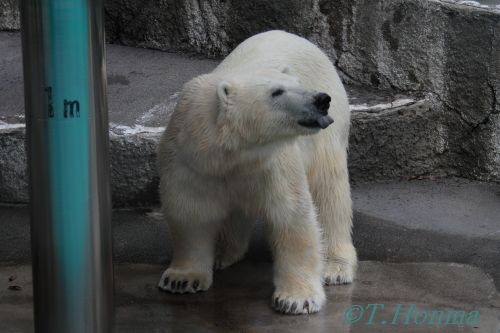 ７月１８日　浜松動物園　キロル　閉園まで