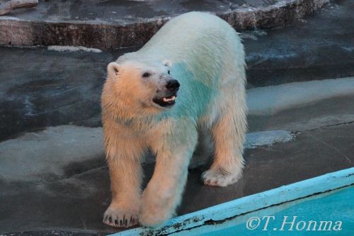 カメラの限界　8月6日の浜松ナイトＺｏｏ