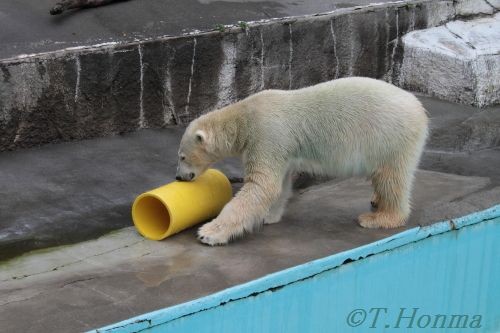 キロル　浜松動物園　１１月１０日の5