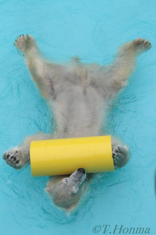 キロル　浜松動物園　１１月１０日の6 黄色い大きな筒遊び