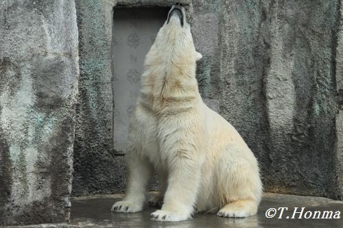 3月１８日のキロル　時間は１１時ころです　浜松市動物園４