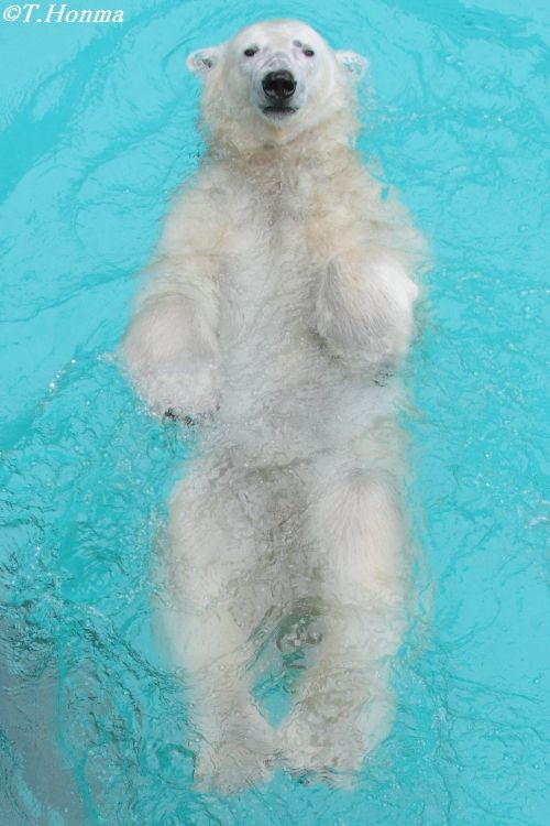 キロル 浜松市動物園 4月30日 AM